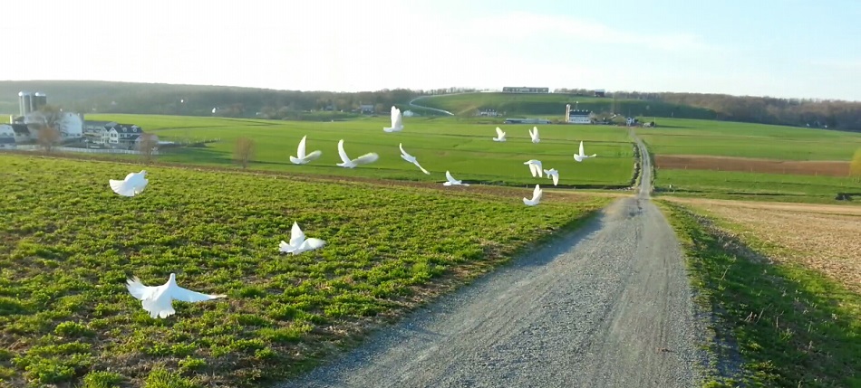 White doves being trained