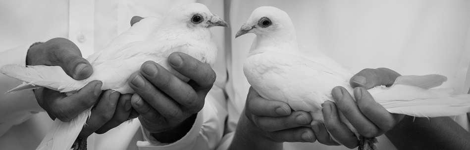 Holding doves in preparation for a dove release