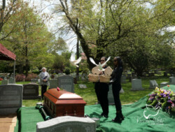 A couple releasing two white doves at West Laurel Hill Cemetery in Philadelphia, PA A couple releasing two white doves at West Laurel Hill Cemetery in Philadelphia, PA